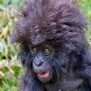 Meet your Posher, Humphry